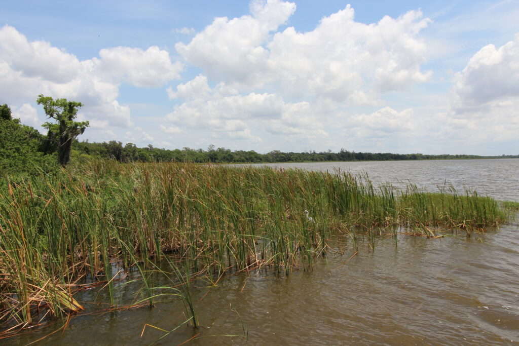 Lake Alfred with egret.