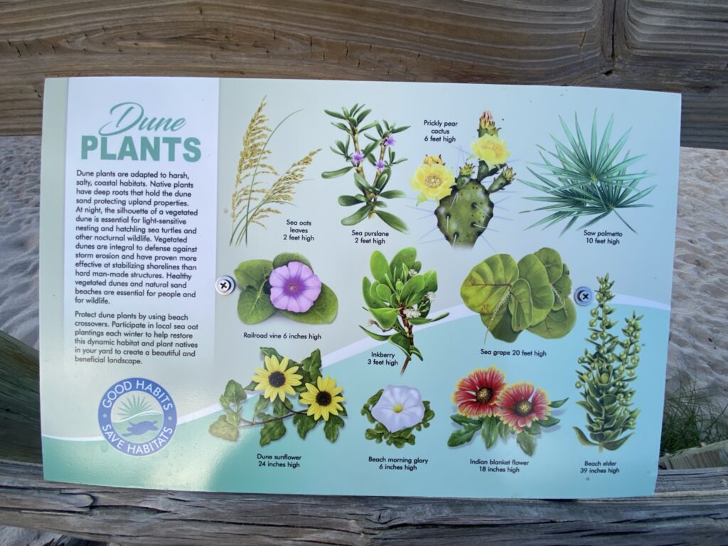 Local plants that grow along the coastal areas of Sebastian, Florida.