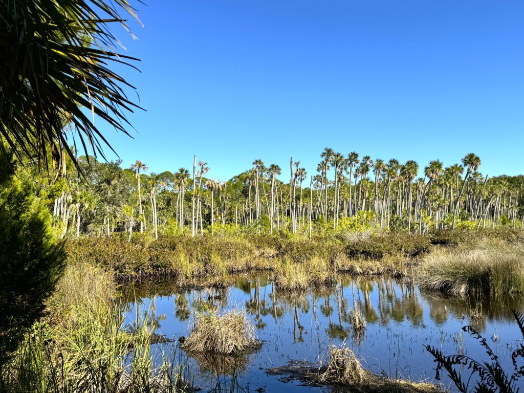 The Nature Coast natural land