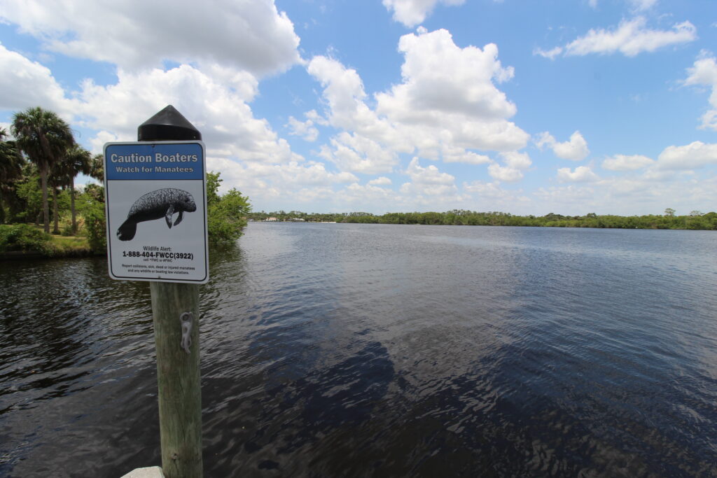 Manatees in water, Cape Coral